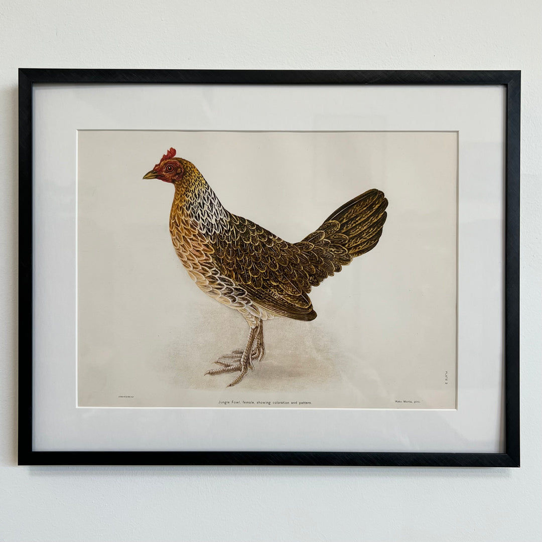 Original 1909 Kako Morita Chicken Lithograph (Plate 2)