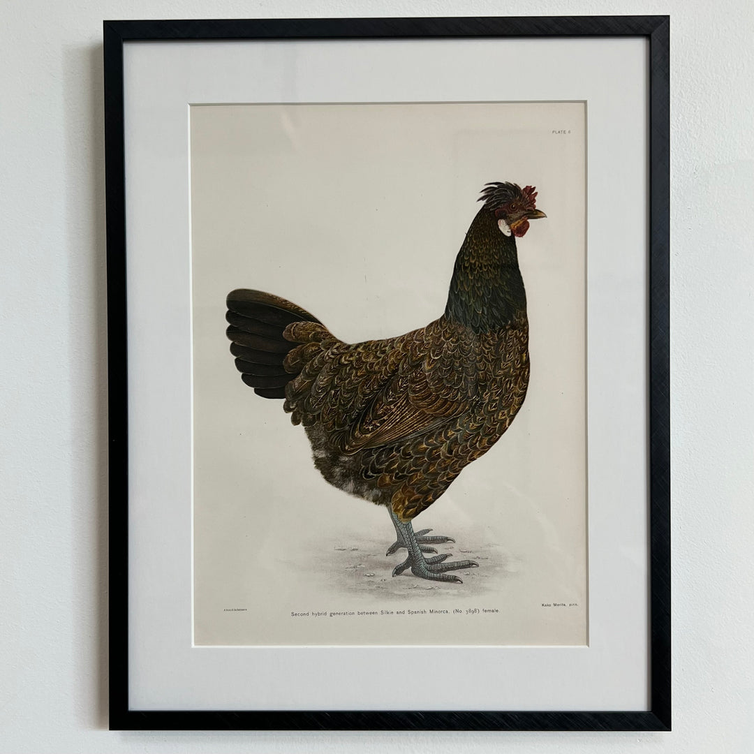 Original 1909 Kako Morita Chicken Lithograph (Plate 6)